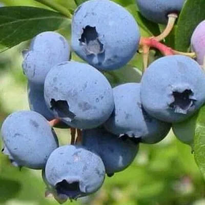 Голубика ДАРРОУ  Голубика ДАРРОУ в Иркутске