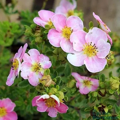 Лапчатка НЬЮ ДАУН кустарниковая  Лапчатка НЬЮ ДАУН кустарниковая в Иркутске