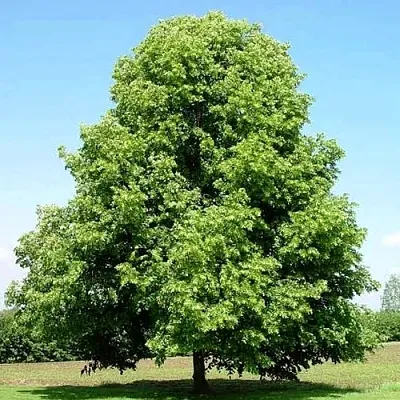 Липа мелколистная в Иркутске