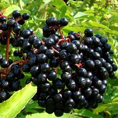 Бузина в Иркутске