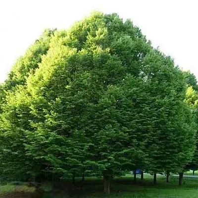 Граб японский в Иркутске