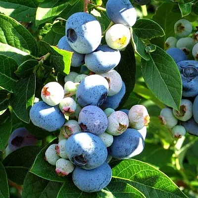 Голубика ВЕЙМУТ  Голубика ВЕЙМУТ в Иркутске