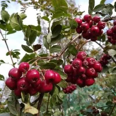 Рябина ГРАНАТНАЯ сладкоплодная — описание сорта Рябина ГРАНАТНАЯ сладкоплодная в Иркутске