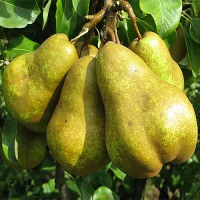 Груша СИЛЬВА в Иркутске