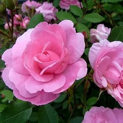 Саженцы роз ДЖОН ДЭВИС плетистая  Саженцы роз ДЖОН ДЭВИС плетистая в Иркутске