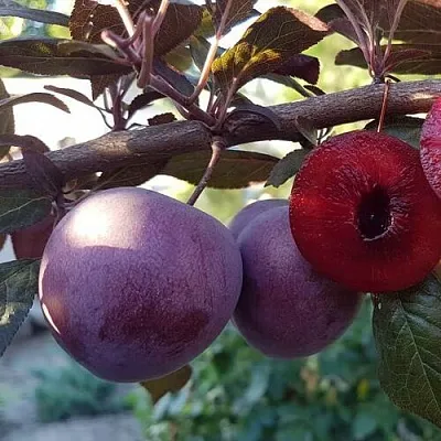 Слива ПАННА   Слива ПАННА  в Иркутске