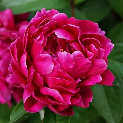 Пион ЛУИ ВАН-ГУТТ травянистый в Иркутске