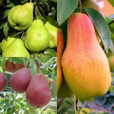 Комплект ГРУШЕВОЕ АССОРТИ в Иркутске