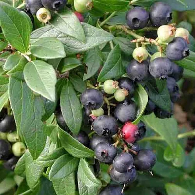 Голубика ПУТТЕ  Голубика ПУТТЕ в Иркутске