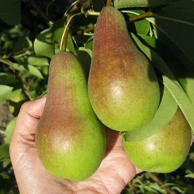 Груша ТАЛГАРСКАЯ КРАСАВИЦА в Иркутске