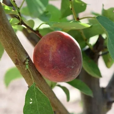 Плумкот БИРИКОККОЛО СУЗИНКОККО  Плумкот БИРИКОККОЛО СУЗИНКОККО в Иркутске