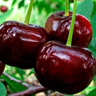 Дюк (черевишня) в Иркутске