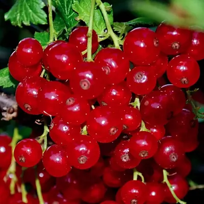 Смородина красная СЕРПАНТИН  Смородина красная СЕРПАНТИН в Иркутске