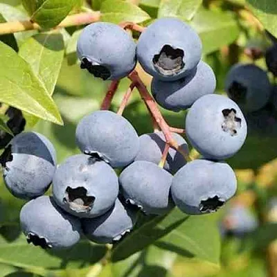 Голубика КРОЭТЭН  Голубика КРОЭТЭН в Иркутске