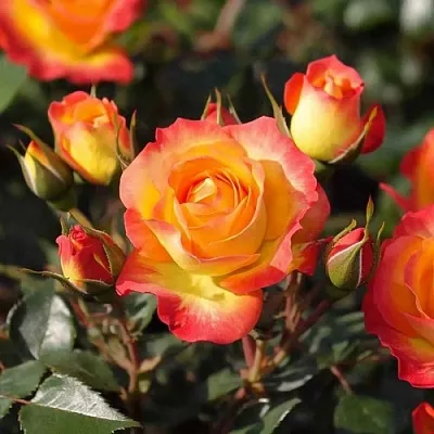 Саженцы роз ТАЙФУН спрей в Иркутске