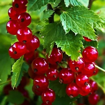 Смородина красная РОЛАН  Смородина красная РОЛАН в Иркутске
