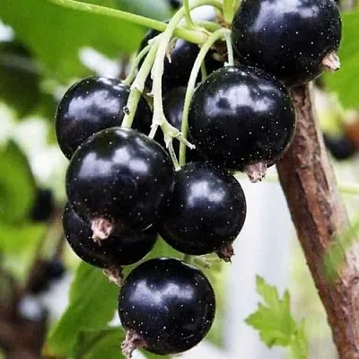Смородина чёрная ДЕЛИКАТЕСНАЯ  Смородина чёрная ДЕЛИКАТЕСНАЯ в Иркутске