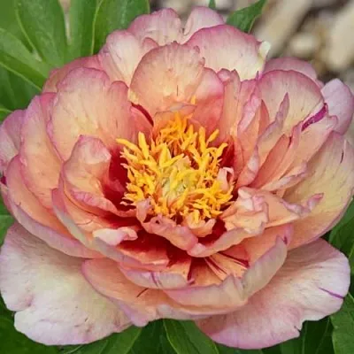 Пион КЭЛЛИС МЕМОРИ ито-гибрид в Иркутске