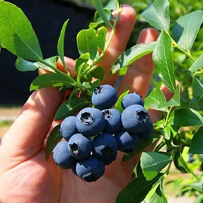 Голубика НОРТ КАНТРИ  Голубика НОРТ КАНТРИ в Иркутске