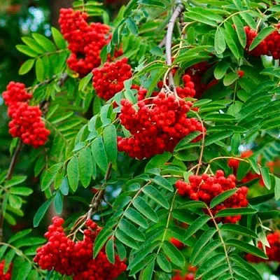 Рябина ПЛАКУЧАЯ сладкоплодная  Рябина ПЛАКУЧАЯ сладкоплодная в Иркутске