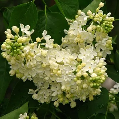 Сирень ПРИМРОУЗ в Иркутске