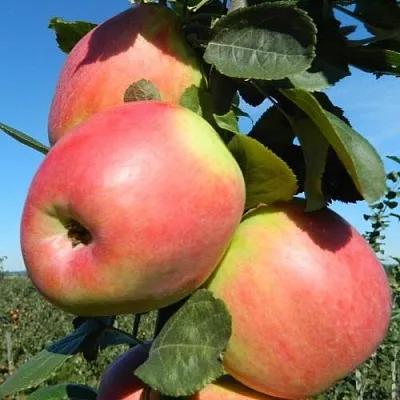 Яблоня БРЯНСКОЕ РОЗОВОЕ в Иркутске