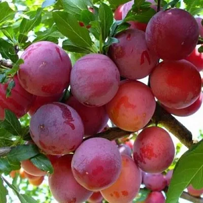 Слива НЕКТАРИННАЯ АРОМАТНАЯ  Слива НЕКТАРИННАЯ АРОМАТНАЯ в Иркутске