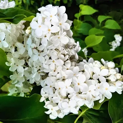 Сирень МАЛЕНЬКИЙ ПРИНЦ в Иркутске