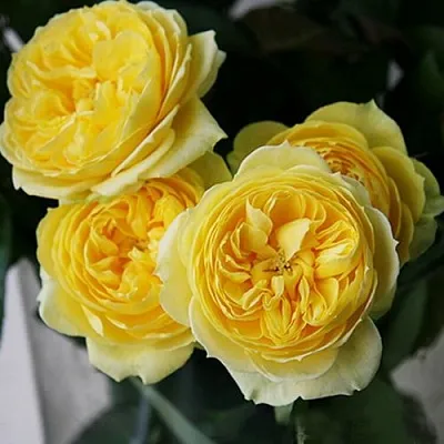 Саженцы роз КАТАЛИНА спрей в Иркутске