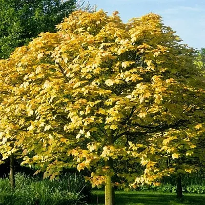 Клен ложноплатановый в Иркутске