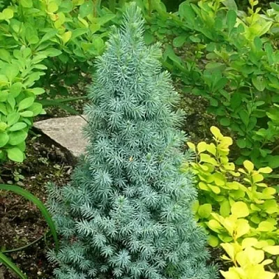 Ель КОНИКА сизая  Ель КОНИКА сизая в Иркутске