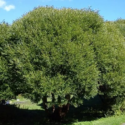 Ива ломкая   Ива ломкая  в Иркутске