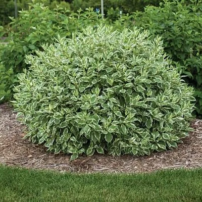 Дерен ЭЛЕГАНТИССИМА белый  Дерен ЭЛЕГАНТИССИМА белый в Иркутске