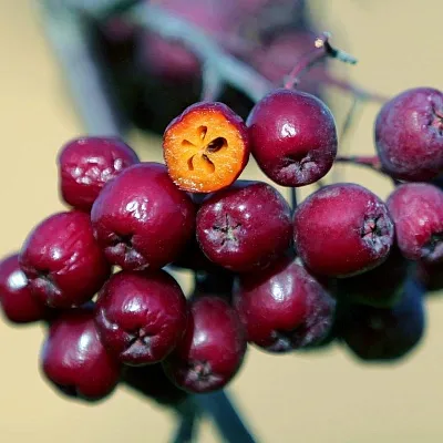Рябина сладкоплодная в Иркутске