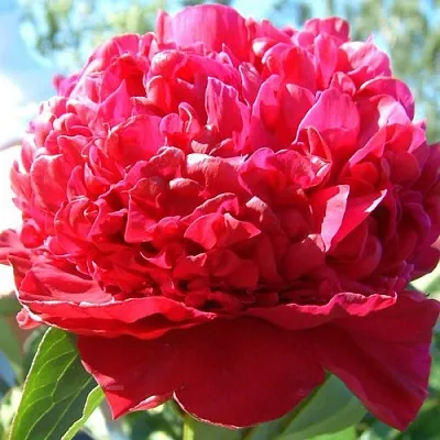 Пион ИНСПЕКТОР ЛАВЕРН травянистый в Иркутске