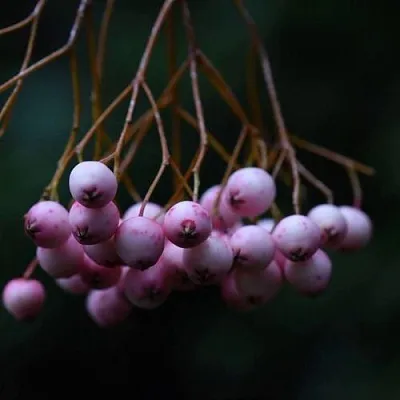 Рябина ПЕКИНСКАЯ сладкоплодная  Рябина ПЕКИНСКАЯ сладкоплодная в Иркутске