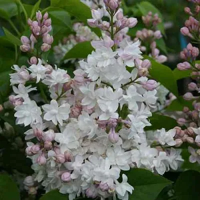 Сирень КРАСАВИЦА МОСКВЫ в Иркутске