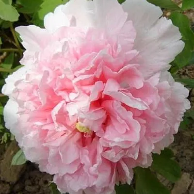 Пион БУКЕТ РОЗОВЫХ ГВОЗДИК древовидный  Пион БУКЕТ РОЗОВЫХ ГВОЗДИК древовидный в Иркутске