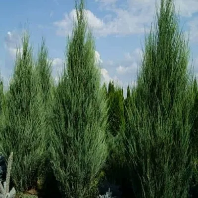 Можжевельник СКАЙРОКЕТ скальный в Иркутске