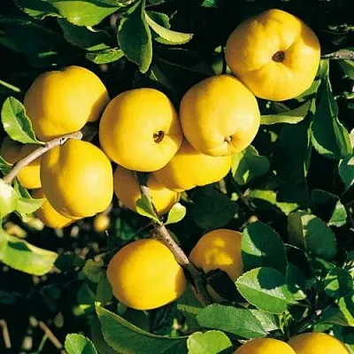 Айва ЦЕЗАРЬ  Айва ЦЕЗАРЬ в Иркутске