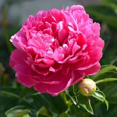 Пион БУШЕЛА травянистый  Пион БУШЕЛА травянистый в Иркутске