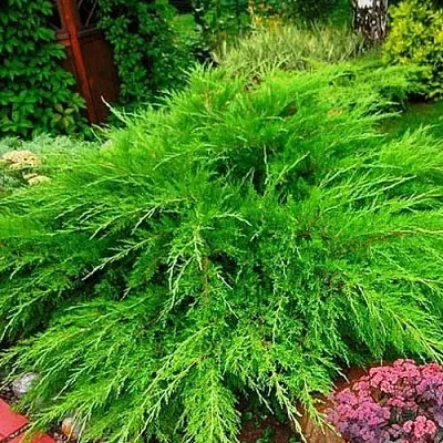 Можжевельник средний Mint Julep (МИНТ ДЖУЛЕП) в Иркутске