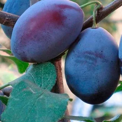 Слива СМОЛИНКА  Слива СМОЛИНКА в Иркутске