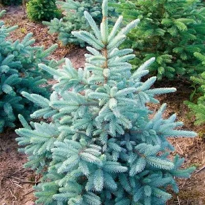 Ель КЕЙБАБ колючая  Ель КЕЙБАБ колючая в Иркутске