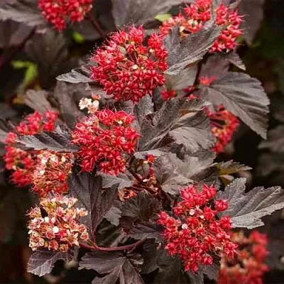 Пузыреплодник РЕД БАРОН  Пузыреплодник РЕД БАРОН в Иркутске