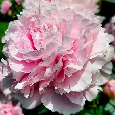 саженцы пиона