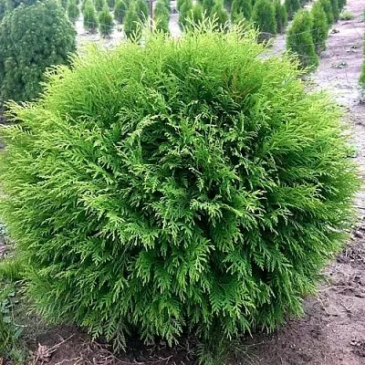 Туя ЛИТЛ ЧЕМПИОН западная в Иркутске