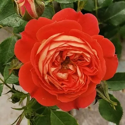 Саженцы роз СТАРЛЕТ РОУЗ КАРМЕН плетистая  Саженцы роз СТАРЛЕТ РОУЗ КАРМЕН плетистая в Иркутске