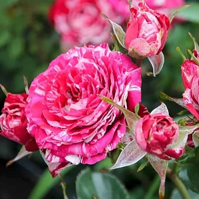 Саженцы роз АРРОУ ФОЛИЕС спрей в Иркутске