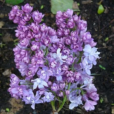 Сирень НАДЕЖДА в Иркутске